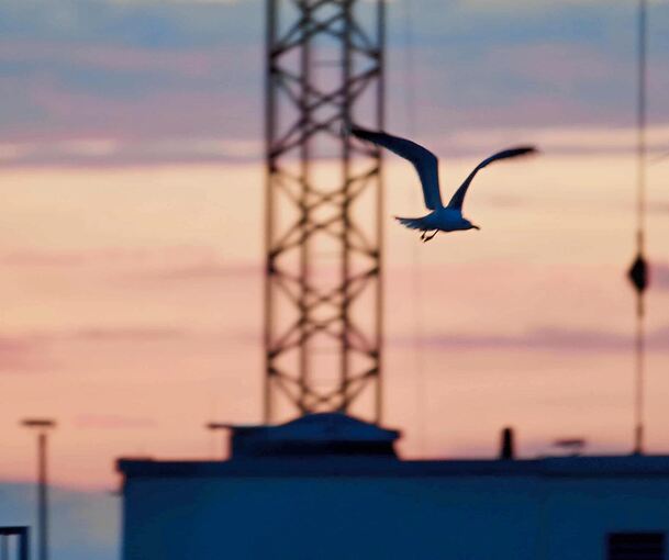 Eine Möwe fliegt in den Sonnenuntergang in Ludwigsburg.
