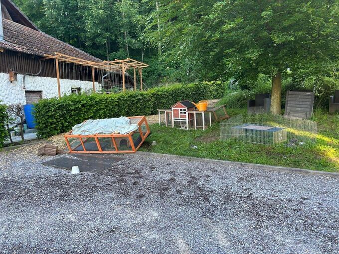 Sechs tote Meerschweinchen im Garten - Polizei sucht Täter