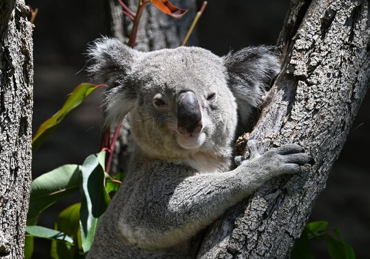 Koalas im Zoo