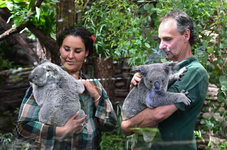 Koalas in der Wilhelma