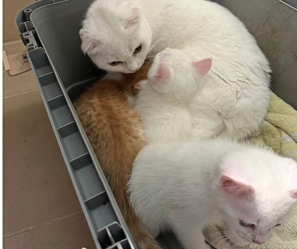 Endlich in Sicherheit: Die ausgesetzte Katzenmama mit ihren drei Katzenkindern.