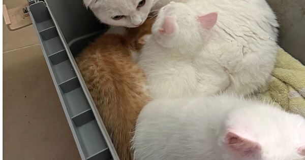 Endlich in Sicherheit: Die ausgesetzte Katzenmama mit ihren drei Katzenkindern.