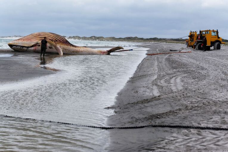 Toter Wal vor dänischer Insel Anholt