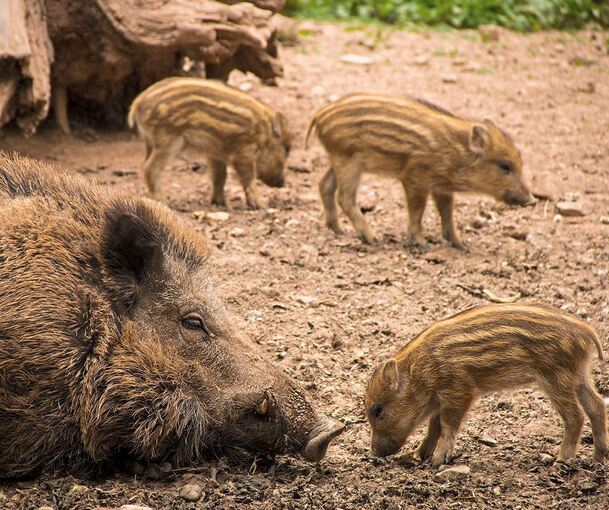 Auch die Wildscheine in Tripsdrill haben Nachwuchs bekommen. Auch die Wildscheine in Tripsdrill haben Nachwuchs bekommen.