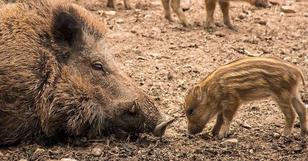 Animal offspring at Tripsdrill: On a discovery tour through the wildlife ...