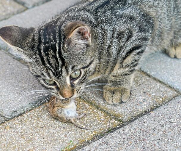 Nicht nur, weil sie Mäuse fangen, gelten für Katzen auf der Eberdinger Gemarkung nun strenge Regeln.