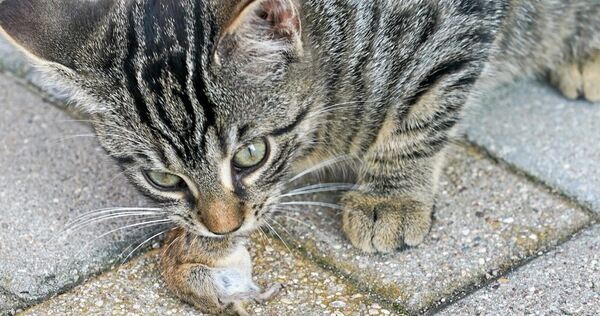 Nicht nur, weil sie Mäuse fangen, gelten für Katzen auf der Eberdinger Gemarkung nun strenge Regeln.