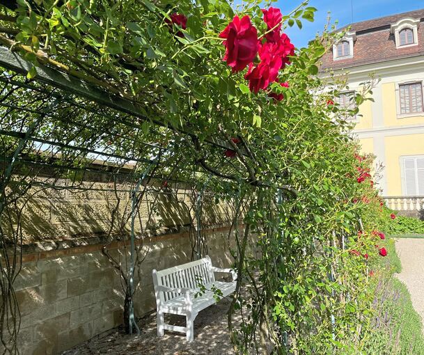 Im Friedrichsgarten kann man es sich unter Rosen gemütlich machen.