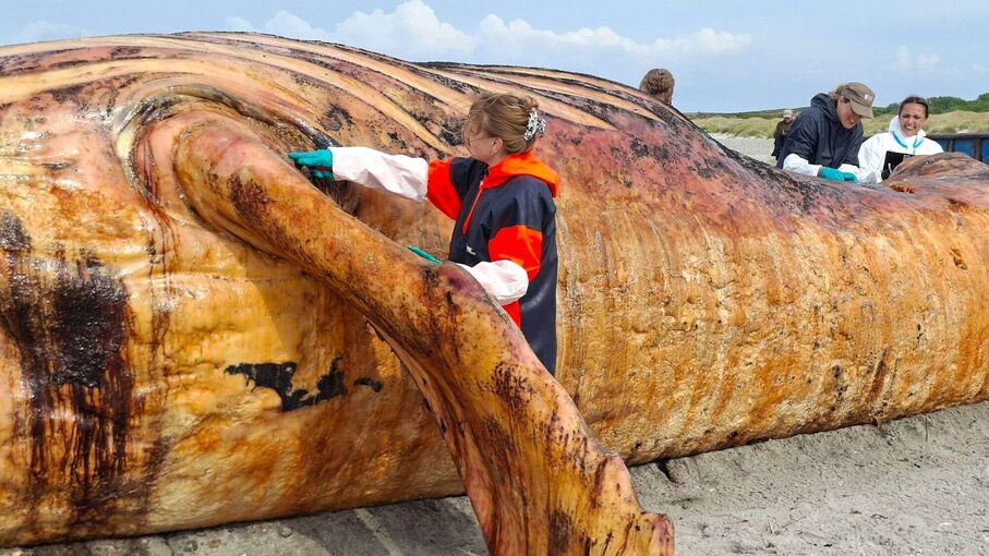 Weitere Entwicklung zum Buckelwal in der Ostsee