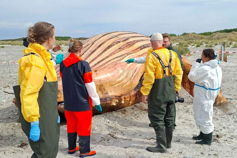 Weitere Entwicklung zum Buckelwal in der Ostsee