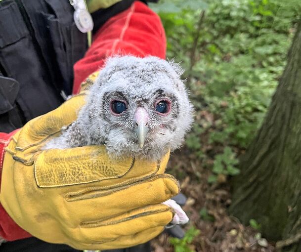 Stark geschwächt fand die Feuerwehr eine parasitenbefallene Eule im Ludwigsburger Salonwald vor.