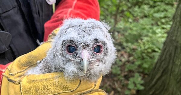 Stark geschwächt fand die Feuerwehr eine parasitenbefallene Eule im Ludwigsburger Salonwald vor.