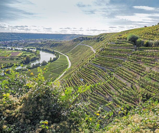 Die Steillagen am Käsberg über dem Neckar: Für den Kreis Ludwigsburg bietet der Weinbau Tourismus-Potenzial. Bei den Übernachtungszahlen dominiert Stuttgart die Region.