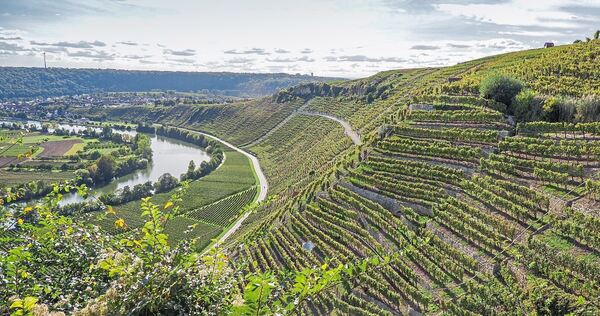 Die Steillagen am Käsberg über dem Neckar: Für den Kreis Ludwigsburg bietet der Weinbau Tourismus-Potenzial. Bei den Übernachtungszahlen dominiert Stuttgart die Region.
