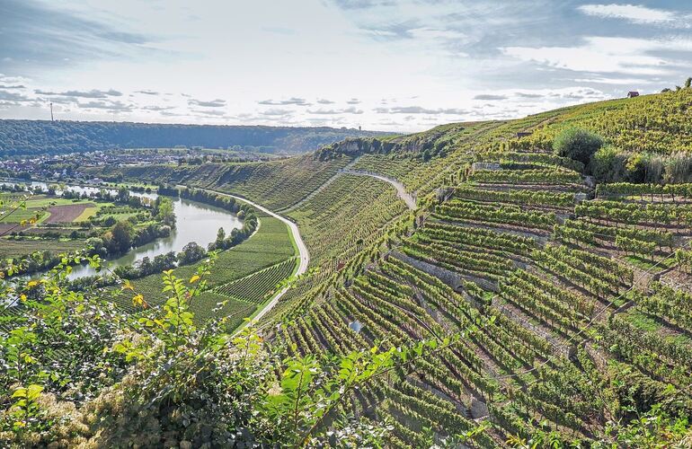 Die Steillagen am Käsberg über dem Neckar: Für den Kreis Ludwigsburg bietet der Weinbau Tourismus-Potenzial. Bei den Übernachtungszahlen dominiert Stuttgart die Region.