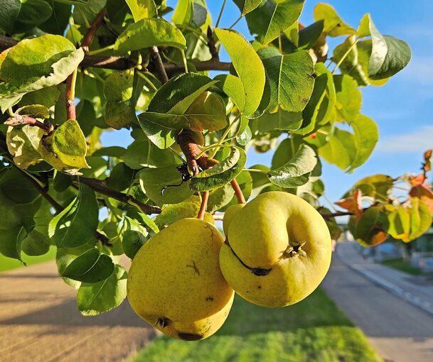 Der alte Baum in Heimerdingen trägt regelmäßig Früchte.