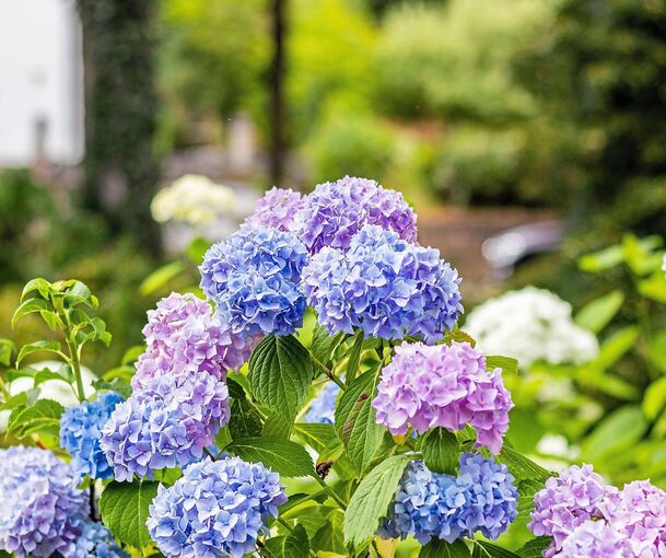 Ein echter Hingucker: Farbenfrohe Gartenmomente mit Hortensien.