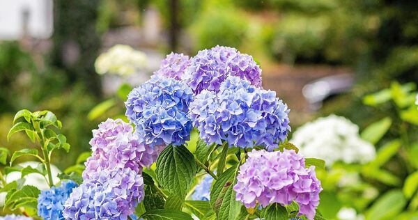 Ein echter Hingucker: Farbenfrohe Gartenmomente mit Hortensien.