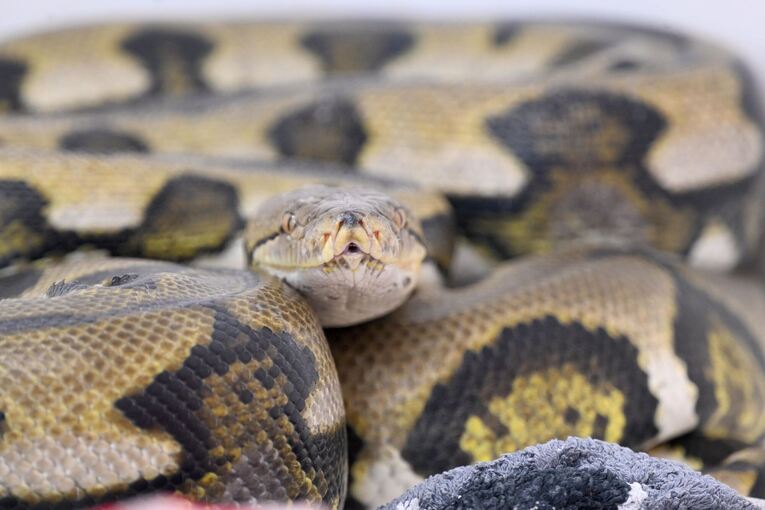 Netzpython Netzpython