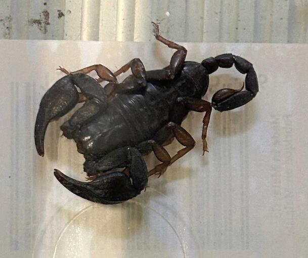 Nicht gerade das, was man nachts im Kinderzimmer finden möchte: der Löchgauer Skorpion.