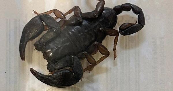 Nicht gerade das, was man nachts im Kinderzimmer finden möchte: der Löchgauer Skorpion. Nicht gerade das, was man nachts im Kinderzimmer finden möchte: der Löchgauer Skorpion.