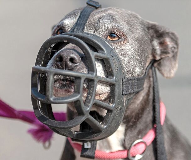 Ein American Staffordshire Terrier hat in Eglosheim einen 84-Jährigen verletzt. Ein American Staffordshire Terrier hat in Eglosheim einen 84-Jährigen verletzt.