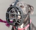 Ein American Staffordshire Terrier hat in Eglosheim einen 84-Jährigen verletzt. Ein American Staffordshire Terrier hat in Eglosheim einen 84-Jährigen verletzt.