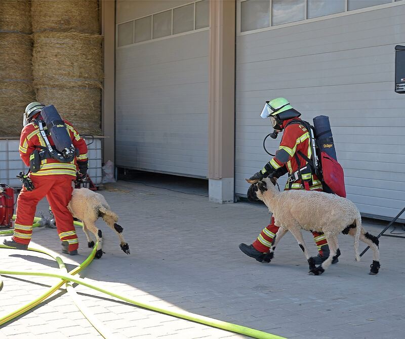 Tiere werden gerettet.