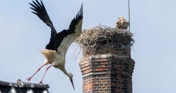 Gänsegeier in Algermissen tötet erneut Jungstörche