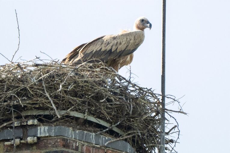 Gänsegeier in Algermissen tötet erneut Jungstörche