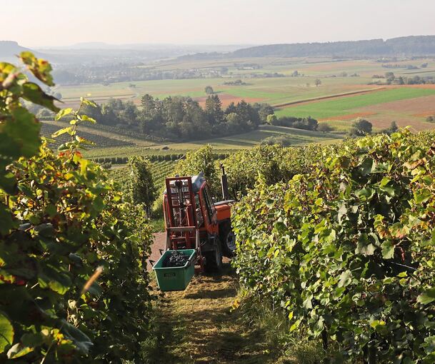 Weinberge im Bottwartal: Die Bottwartalkellerei hat zuletzt 200 von 500 Hektar Rebfläche verloren.