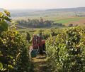 Weinberge im Bottwartal: Die Bottwartalkellerei hat zuletzt 200 von 500 Hektar Rebfläche verloren.