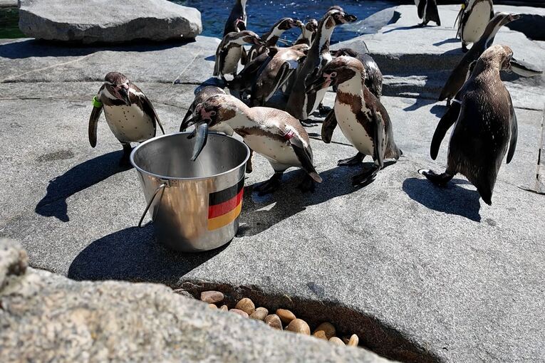 WM-Orakel - Pinguine im Luisenpark in Mannheim