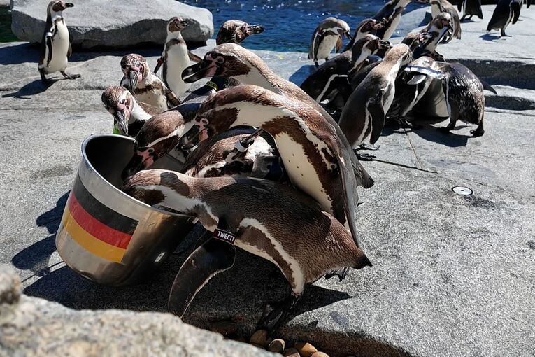 WM-Orakel - Pinguine im Luisenpark in Mannheim