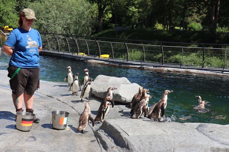 WM-Orakel - Pinguine im Luisenpark in Mannheim