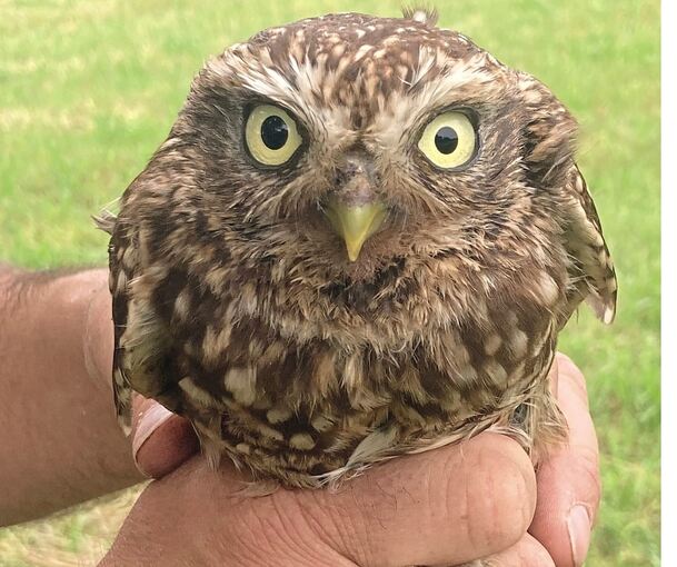 Neu beringt schaut der Steinkauz aus großen Augen in die Welt.