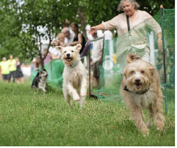 Erstmals fand in Oßweil ein Hunderennen statt.
