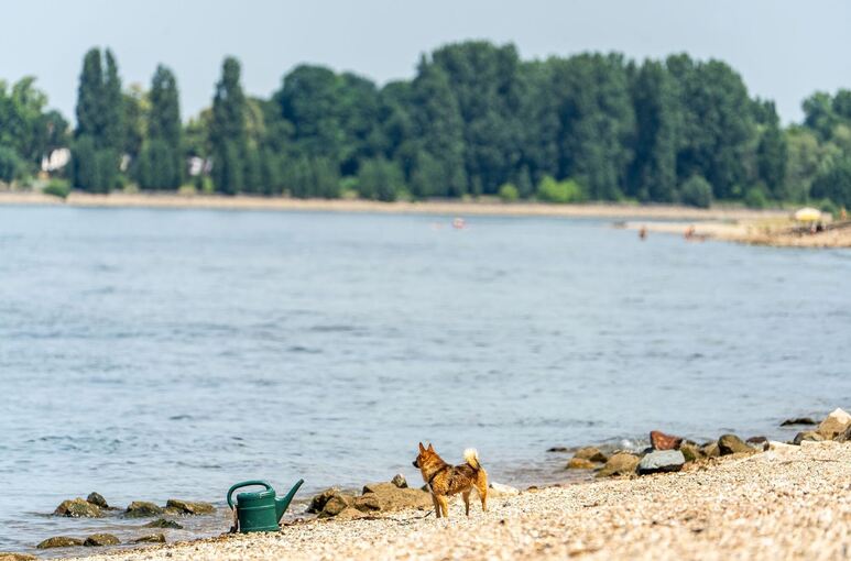 Drei Männer nach Schwimmen im Rhein vermisst Drei Männer nach Schwimmen im Rhein vermisst