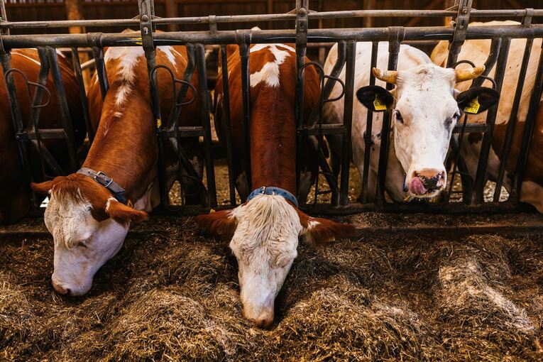 Landwirtschaft Landwirtschaft