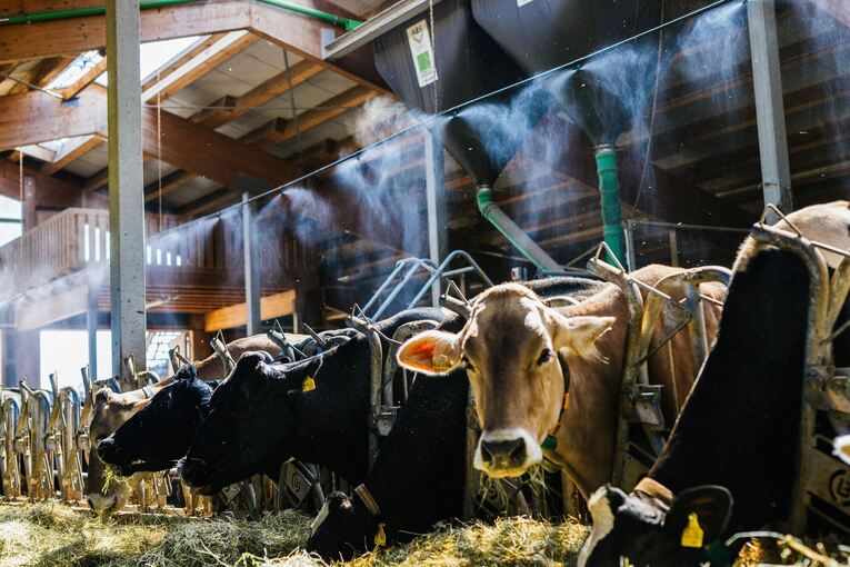 Abkühlung für Kühe im Stall