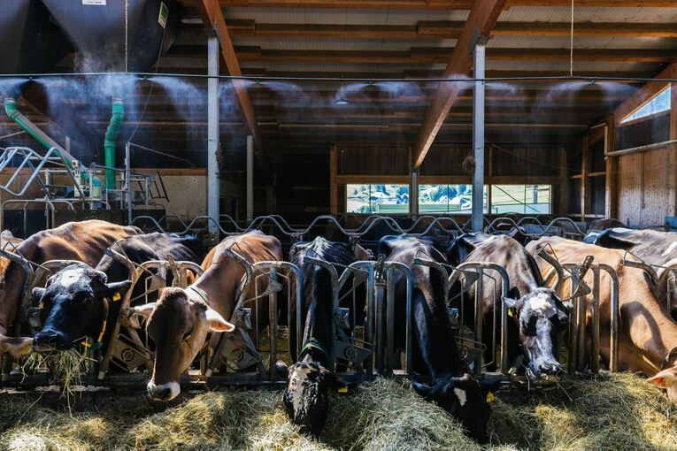 Abkühlung für Kühe im Stall