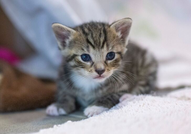 Tierschützer warnen vor Katzenschwemme