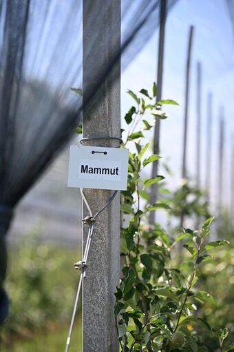 Neue Apfelsorte Mammut