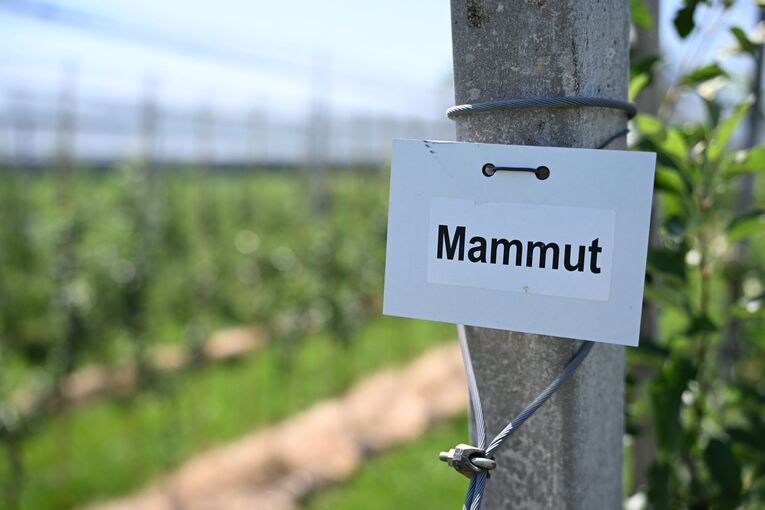 Neue Apfelsorte Mammut