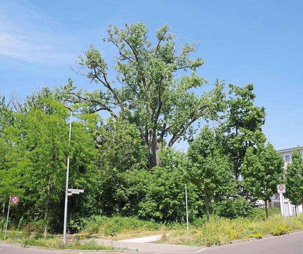 Vogelparadies: Die grüne Ecke an der Comburgstraße.