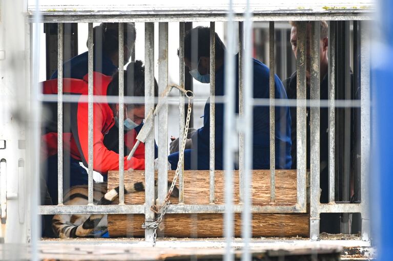 Polizei und Veterinäramt im Einsatz bei Tigerhalterin Polizei und Veterinäramt im Einsatz bei Tigerhalterin