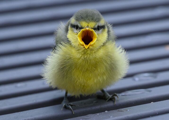 Vogelküken stürzen sich aus heißen Nestern Vogelküken stürzen sich aus heißen Nestern