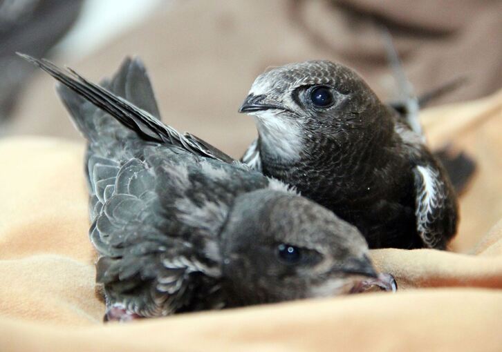 Vogelküken stürzen sich aus heißen Nestern Vogelküken stürzen sich aus heißen Nestern