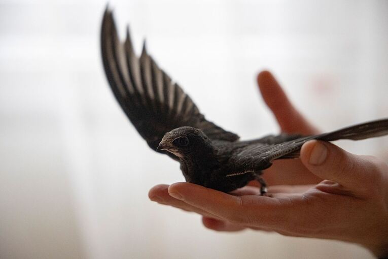Vogelküken stürzen sich aus heißen Nestern Vogelküken stürzen sich aus heißen Nestern