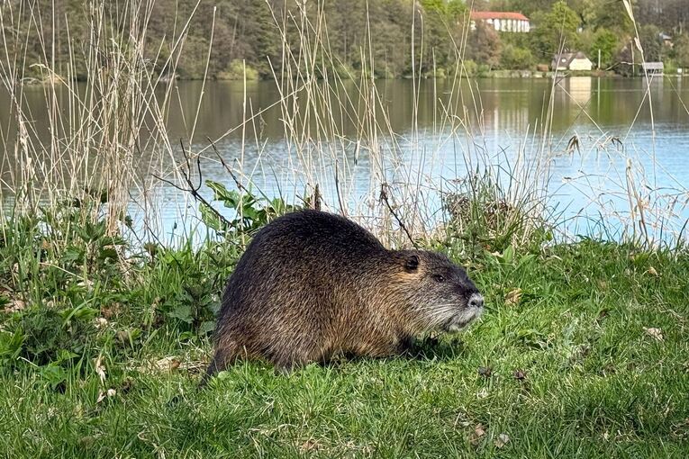 Nutria Nutria